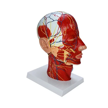 Cilvēka Galvas Neurovascular Modelis ar Muskuļu Neurovascular Anatomisko Galvas Modeli Medicīnas Anatomija Dropship